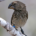 2015_02_12_Finch-120 2015_02_12_Finch-120