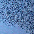 Starlings120x120